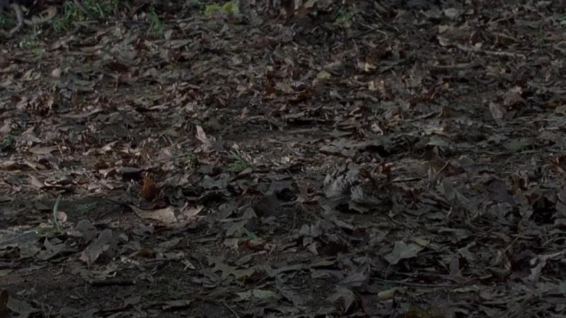 Кадры из сериала Ходячие мертвецы (2010)